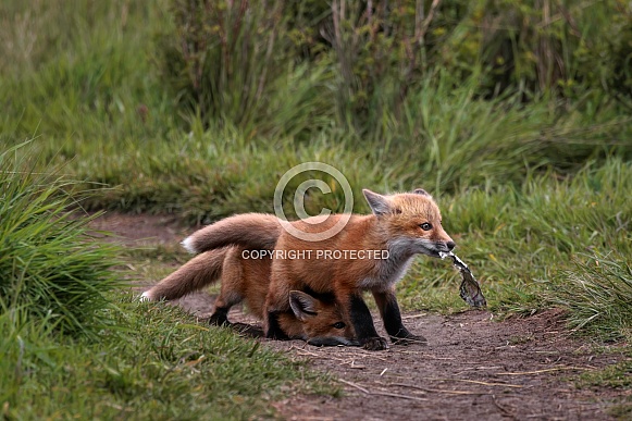 Red Fox-Sneaking Down On My Bro