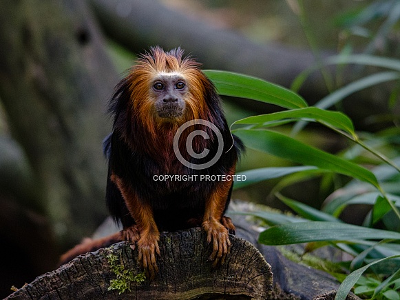 Lion Tamarin