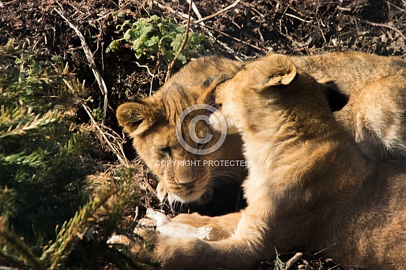African Lion cubs African Lion cubs
