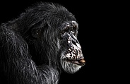 Chimpanzee Side Profile Black Background