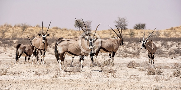 Gemsbok Antelope Gemsbok Antelope