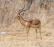 Impala Ram