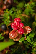 Red Lowbush Cranberry Leaves