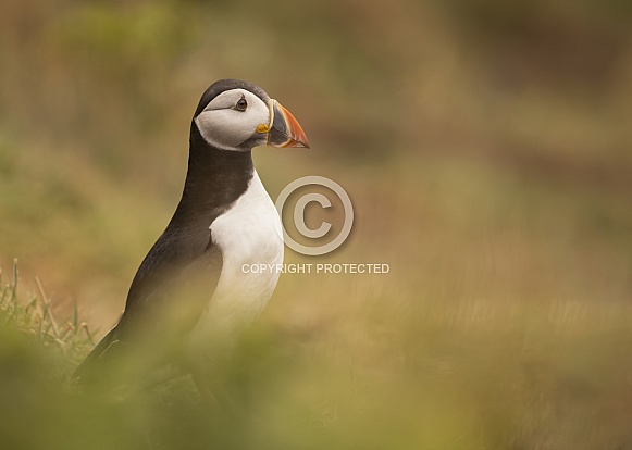 Atlantic Puffin