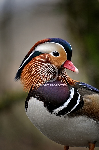 Mandarin Duck (Aix galericulata)