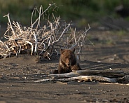 Bear cub playing by driftwood
