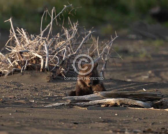 Bear cub playing by driftwood Bear cub playing by driftwood