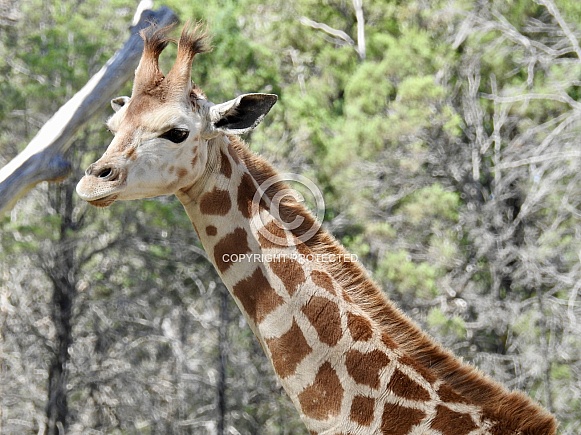 Giraffe