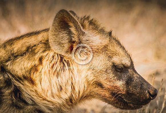 Spotted Hyena