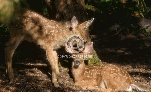 A Baby Blacktail Deer Being Affectionate With its Sibling