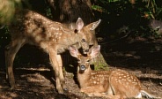 A Baby Blacktail Deer Being Affectionate With its Sibling