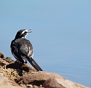 African pied wagtail.