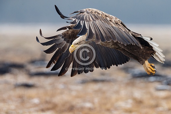 White tailed eagle or European Eagle