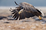 White tailed eagle or European Eagle