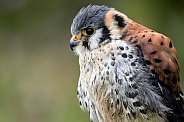 American Kestrel Close Up Side Profile