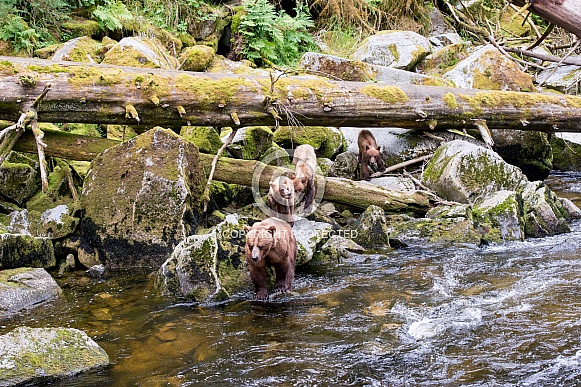 Wild Grizzly bear with triplet cubs