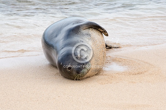 Hawaiian Monk Seal Hawaiian Monk Seal