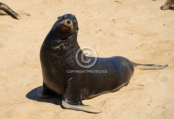 Sea lion on a beach in the sun Sea lion on a beach in the sun