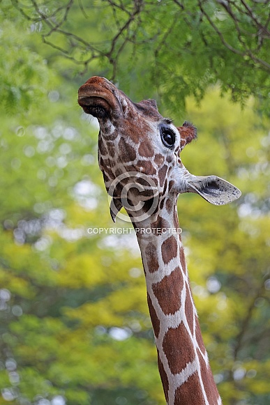 Reticulated giraffe (Giraffa reticulata)