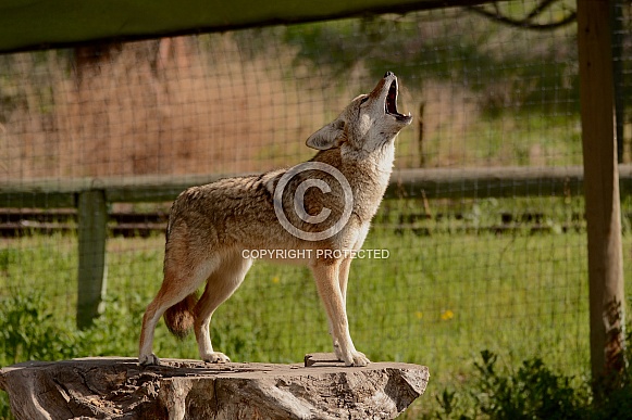 Coyote howling