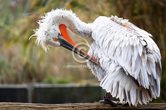 Dalmatian pelican