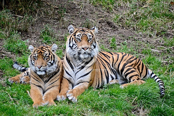 Sumatran Tigers Sumatran Tigers