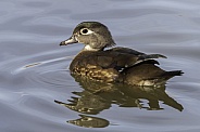 Female Wood Duck in a pond