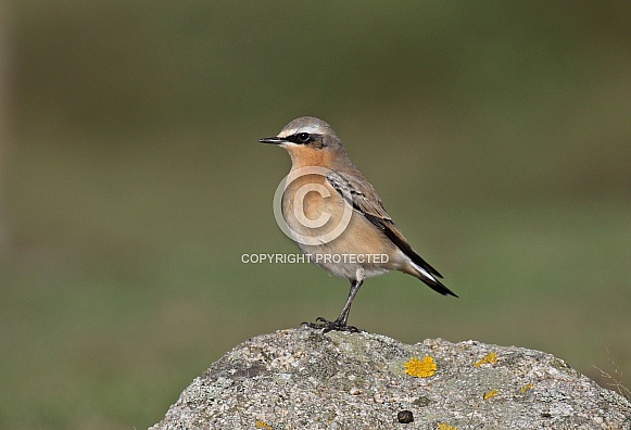 Wheatear