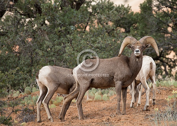 Ovis canadensis nelsoni, desert big horned sheep