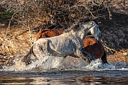 Salt River Horses