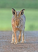 Brown Hare