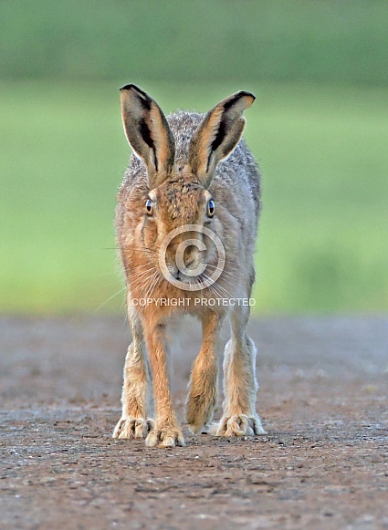 Brown Hare