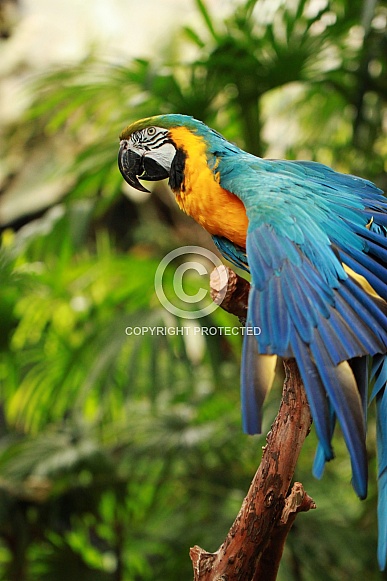 Blue and Gold Macaw