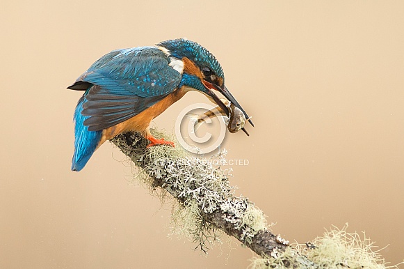 Common Kingfisher Common Kingfisher