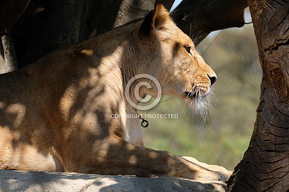 African Lion