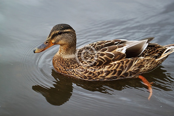 Female Mallard Duck