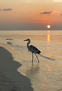 Heron - Maldives - Indian Ocean