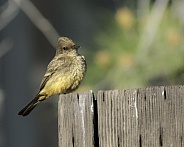 Say's Phoebe Perching on a fence in Arizona