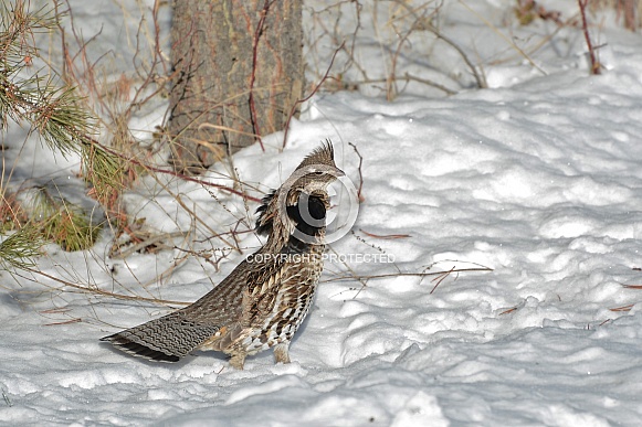Ruffed Grouse Ruffed Grouse