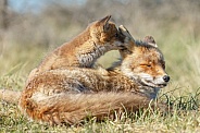Red fox cubs