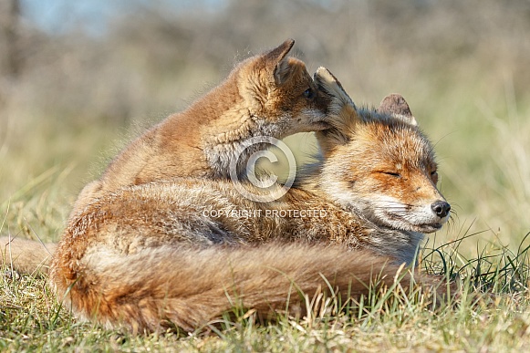 Red fox cubs