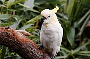 lesser Sulphur Crested Cockatoo