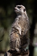 Meerkat