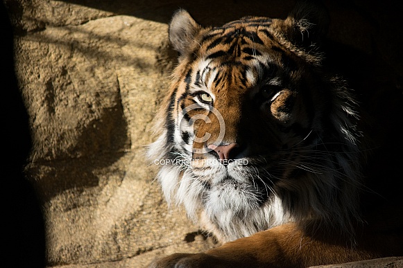 Sumatran Tiger in Shadow