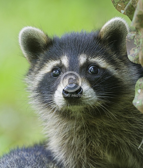 Raccoons