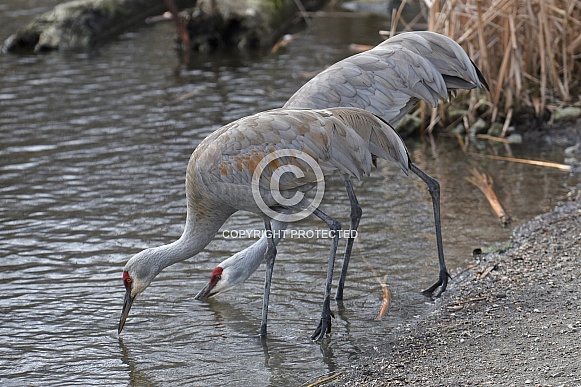 Sandhill Crane