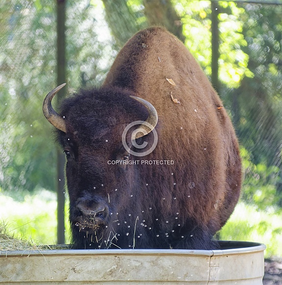 American Bison