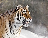 Siberian Tiger-Siberian Winter