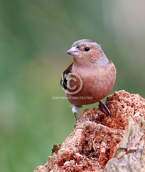 Chaffinch
