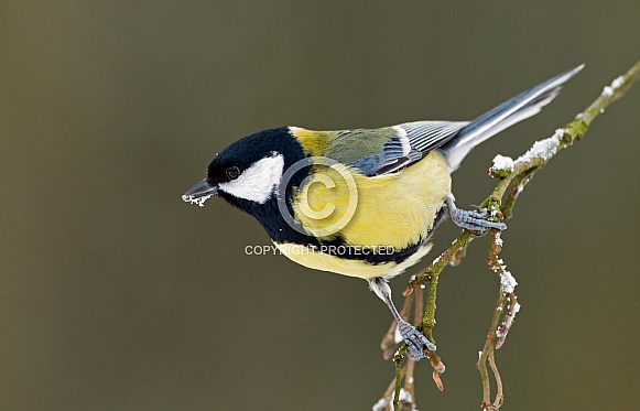 The great tit (Parus major) The great tit (Parus major)